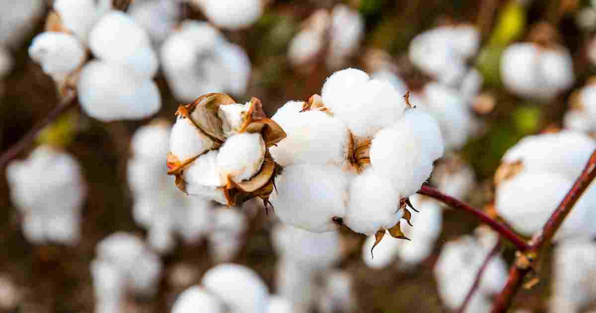 Cotton Rate कापूस उत्पादकांसाठी खुशखबर! कापसाच्या दरात ‘इतक्या