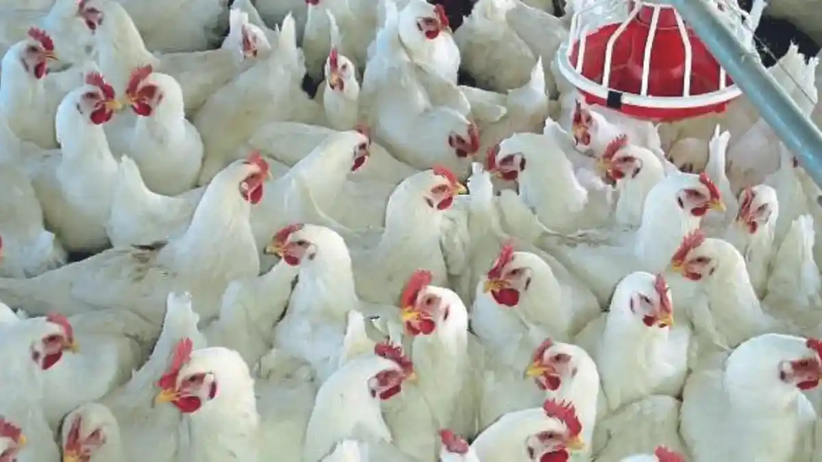 Poultry Loan Scheme |