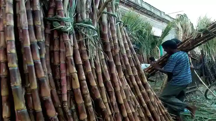 Maharashtra Sugarcane Export Ban