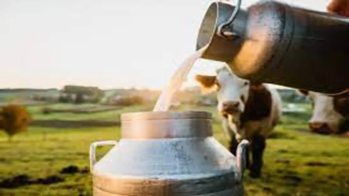 महाराष्ट्रातील शेतकऱ्यांसाठी एक सुवर्णसंधी! जाणून घ्या, उच्च दूध उत्पादन क्षमता असलेल्या जनावरांच्या जाती