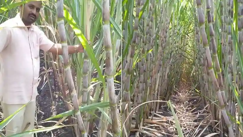Increase Sugarcane Production