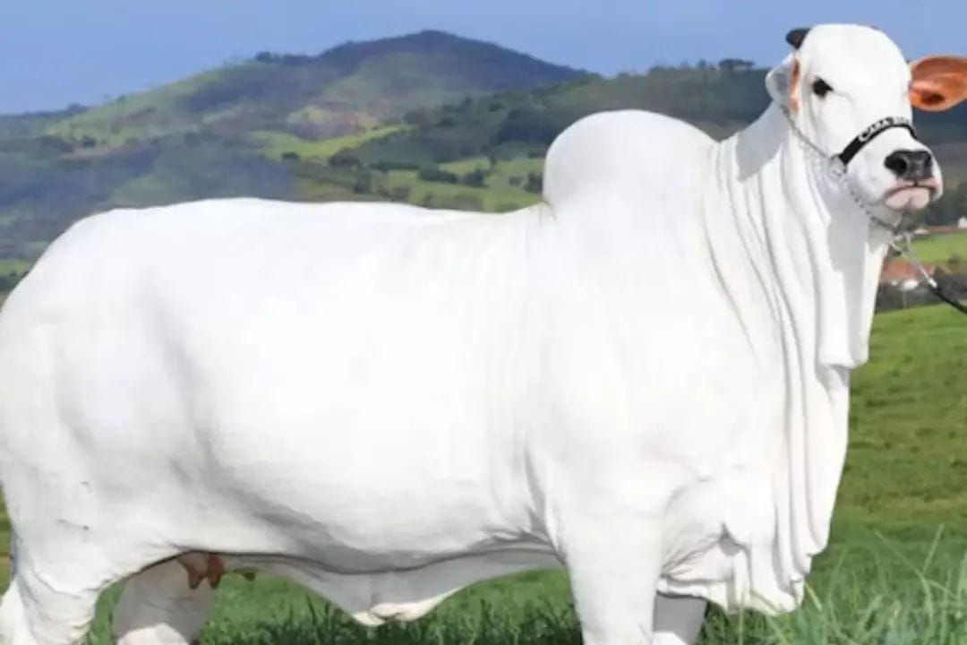 Most Expensive Cow