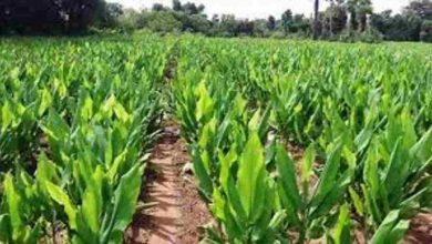 Best Varieties of Turmeric for Cultivation in Maharashtra
